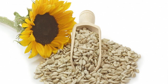 SUNFLOWER SEED POWER